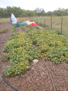 Garden October 2020