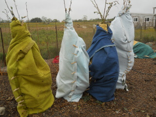 Okra Plants Covered for Freeze