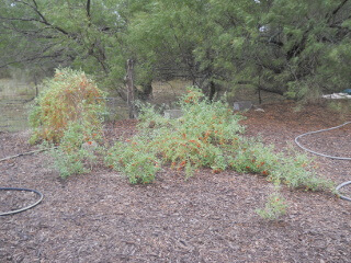 Goji Berry Plants October 2020