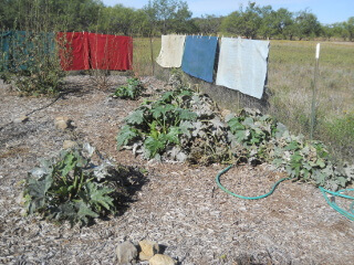 More Garden After Freeze