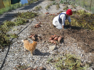 Harvesting Sweet Potatoes