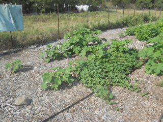 More Okra & Sweet Potato Plants