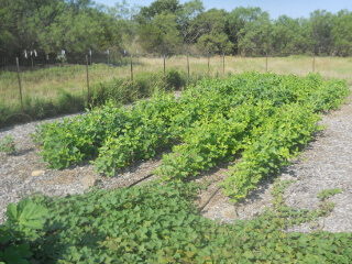 Black Eyed Peas Plants