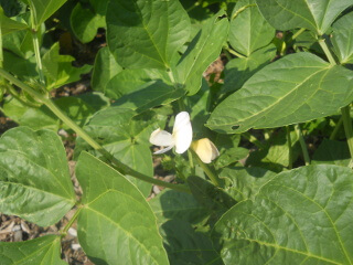 Black Eyed Pea Flower