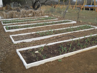 Garlic Plants Growing in the Garden