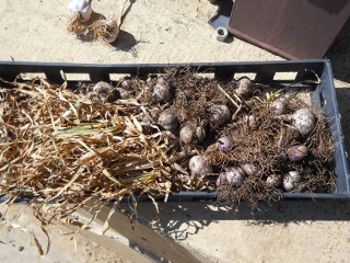 Harvested Garlic Bulbs