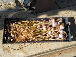 Dried Garlic Bulbs