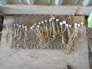 Dried Garlic Plants Separated Out by Size