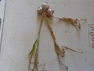Tying Garlic Plants Together to Begin Braiding