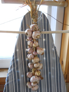 Braided Garlic Plants