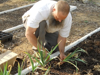 Harvesting Garlic