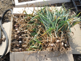 Harvested Garlic Plants in A Box