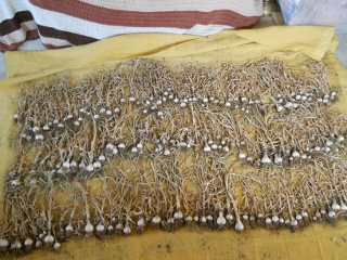 Dried Garlic Plants