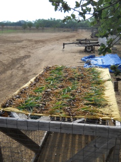 Garlic Plants Laid Out to Dry