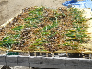 Garlic Plants Laid Out To Dry