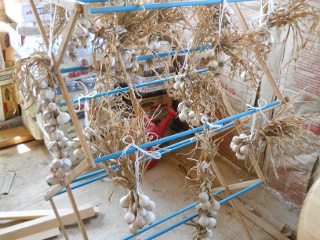 Hanging Garlic Plants