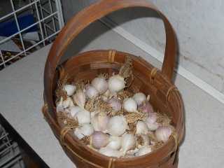 Basket of Small Garlic Bulbs