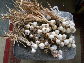 Garlic 2012 Last Year's Garlic