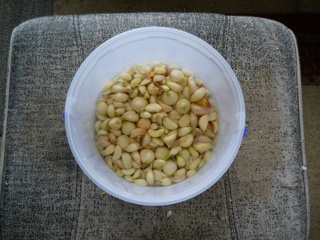 Garlic 2012 Soaking Cloves