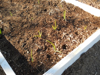 Garlic 2012 Planted with Growth