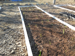 Garlic 2012 Planted with Growth Full Bed