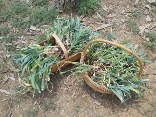 Garlic 2012 Picked and in Baskets