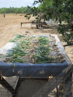 Garlic 2012 Drying