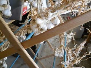 Garlic 2012 Batch of Garlic Bulbs