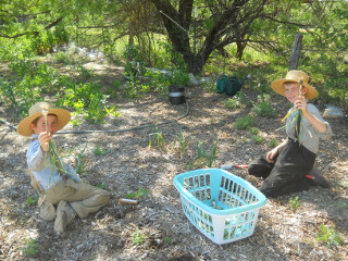 Garlic Harvesting