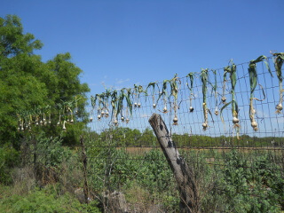 Drying Garlic