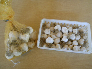 Garlic Harvest Ready to Use
