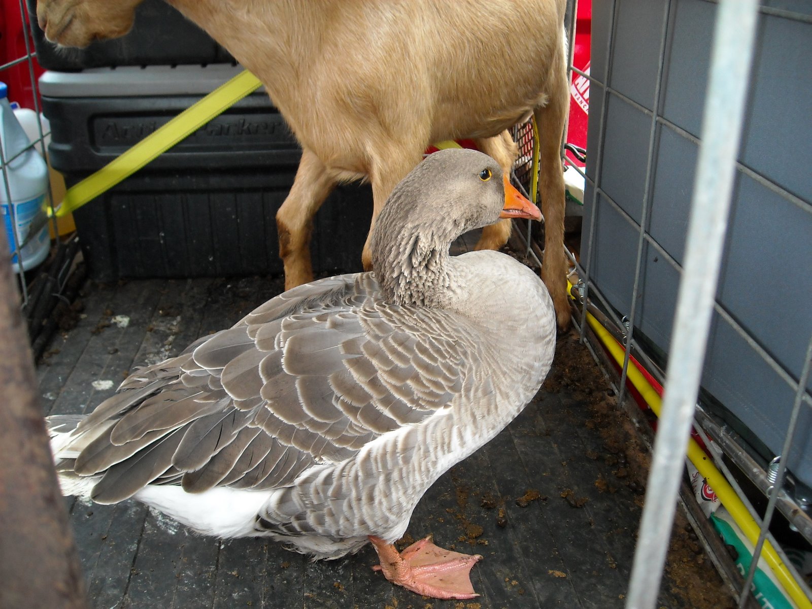 Our Goose Gigi