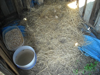 Gigi the Goose's Laying Shed Inside