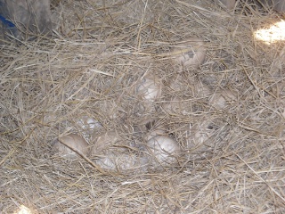 Gigi the Goose's Eggs in Laying Shed
