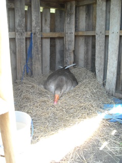 Gigi the Goose Sitting on Her Clutch of Eggs