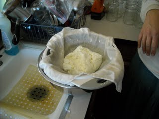 Goat Milk Cheese Curds with Whey Drained