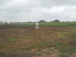 Sue Planting Grass Seed