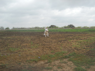 Sue Planting Grass Seed