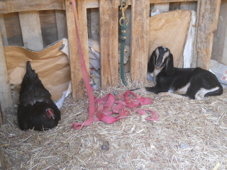 Goat Kid & The Chicken in a Shed