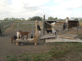 Dairy Goat Kids of 2013