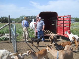 Preparing Animal Trailer for Loading the Goat Kids