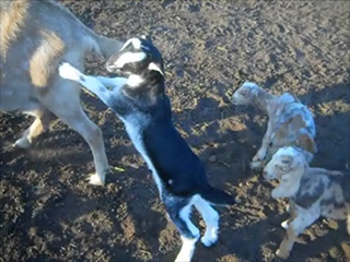 Lance, Artie & Gueney