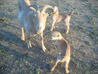 Pammy, Sammy & Tammy