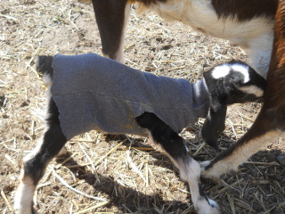 Young Goat Wearing Cut Out Sweater Arm