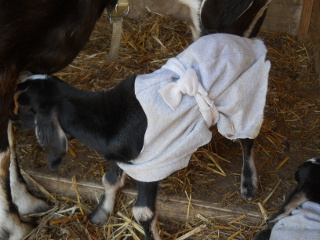 Another Young Goat Wearing Cut Out Sweater Arm