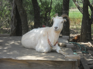 Out Nanny Goat Winnie