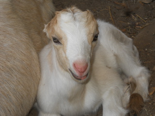 Closeup of Winnie's Kid