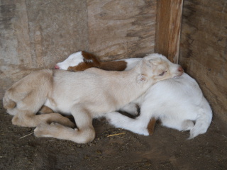 Goat Kids Sleeping Together