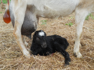 Brand New Hannah Goat Kid