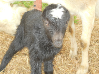 Closeup of Brand New Hannah Goat Kid